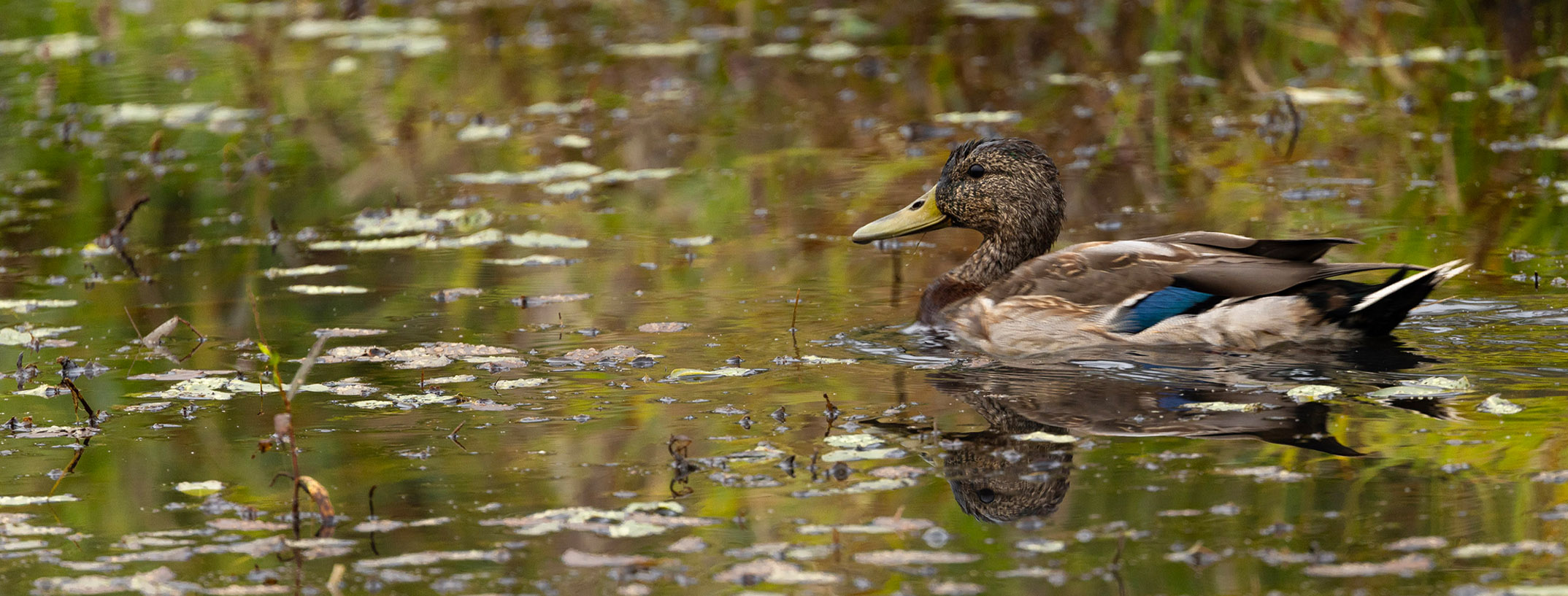 A duck swimming in a healthy, natural ecosystem