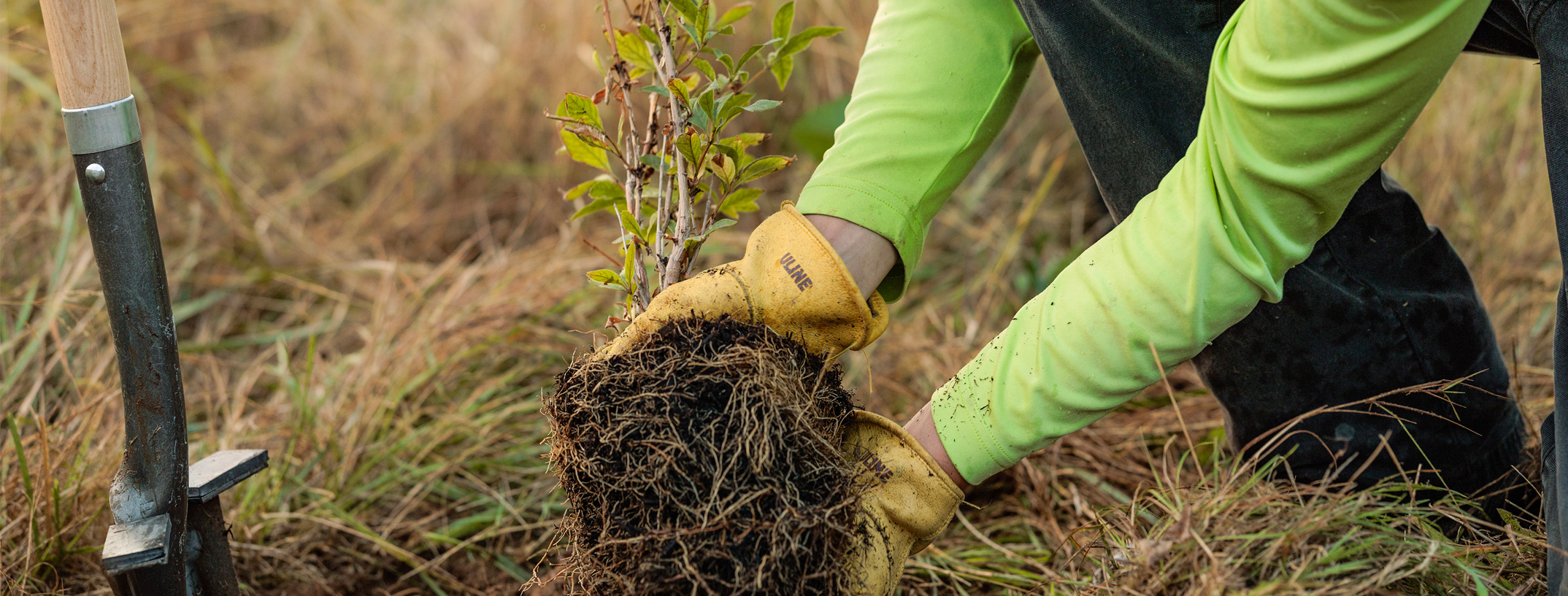 Close up of an environmental specialist planting a native plant