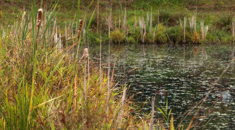 The edge of a stormwater pond after proper erosion control with cattails, grasses, and native plans