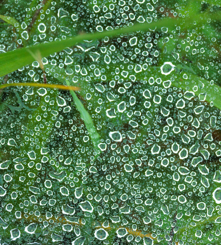 Close-up of grass blades and a spider web covered in numerous dewdrops forming ring-like reflections.