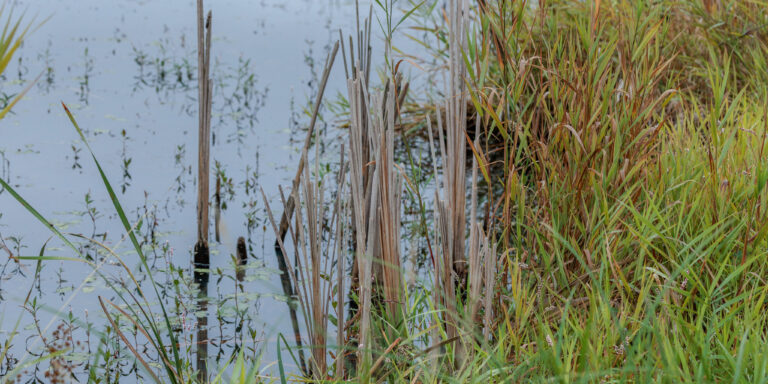 Tall reedy grasses and brown cattail stalks lining the edge of a calm pond with scattered aquatic plants and reflections