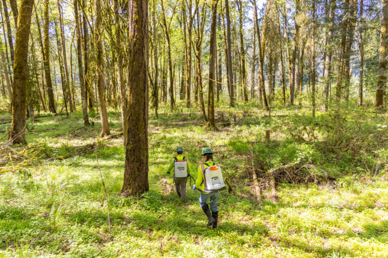 Two forest workers wearing high-visibility gear and backpack sprayers walking through a sunlit, mossy woodland.