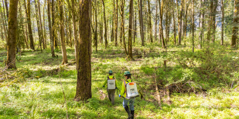 Two forest workers wearing high-visibility gear and backpack sprayers walking through a sunlit, mossy woodland.