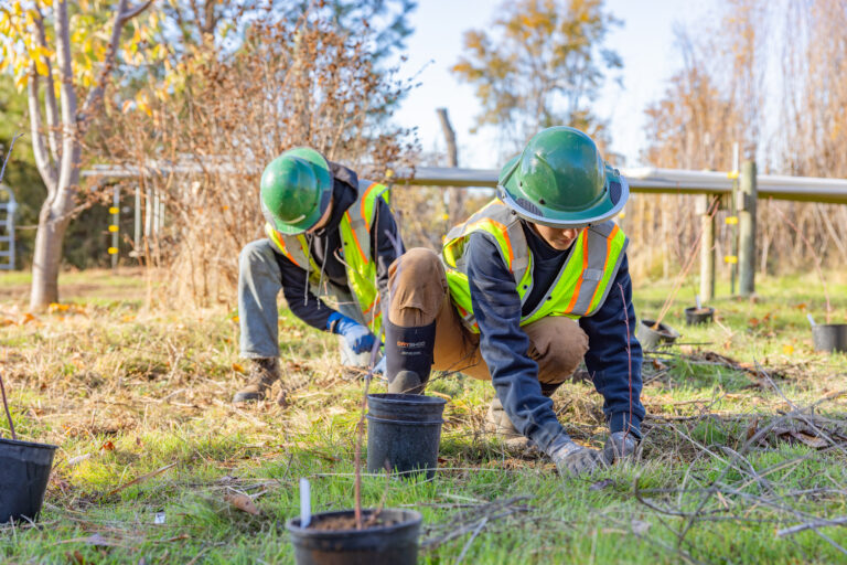 Employees planting trees in a field.