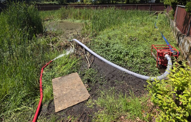 Overgrown backyard pond with reeds and duckweed being pumped dry by a red portable water pump and corrugated hoses on muddy ground