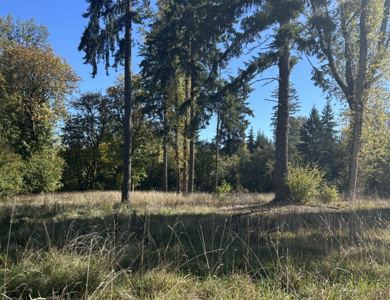 Sunlit meadow with tall dry grass and a stand of tall pine and deciduous trees against a clear blue sky