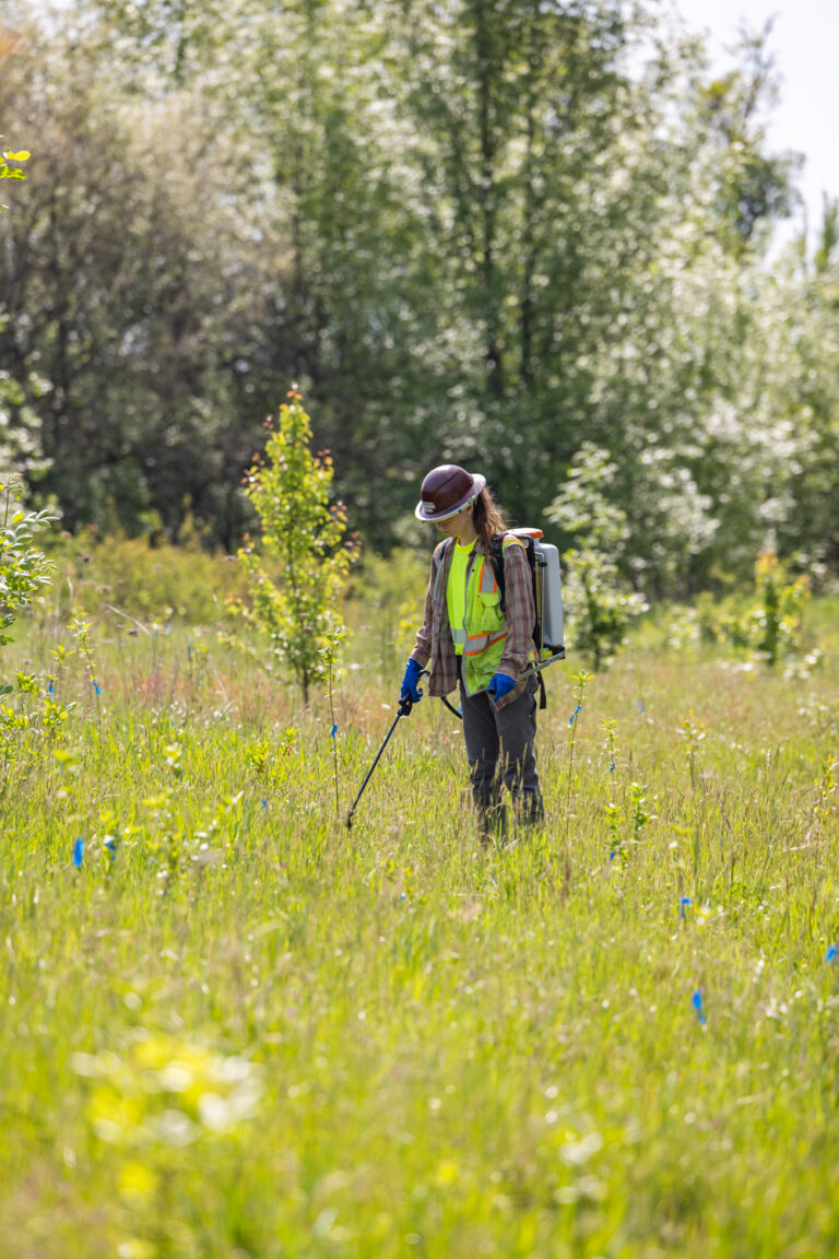Field worker in high-visibility vest and hard hat using a metal detector or probe in tall grassy meadow with young trees.