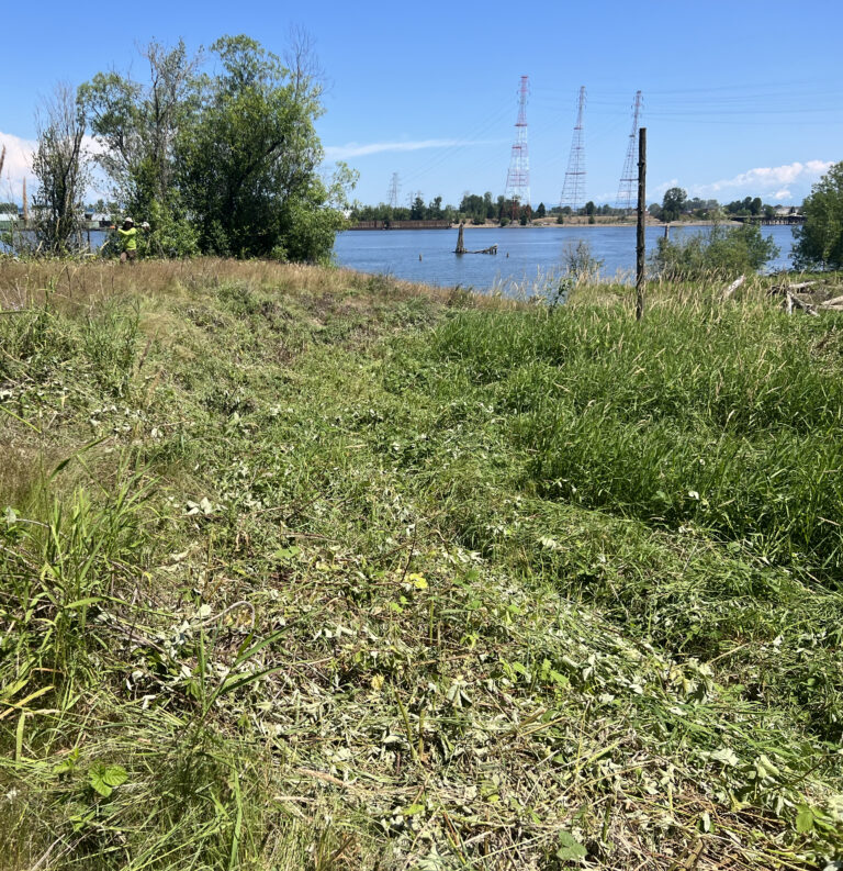 Riverside grassy bank with cut vegetation in foreground, a worker in a neon shirt by trees left, and tall transmission towers across the water under a blue sky