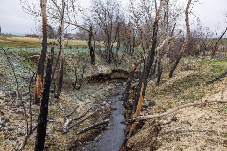 Narrow stream running through a shallow eroded ravine lined with leafless and partly charred birch trees and scattered rocks under overcast sky