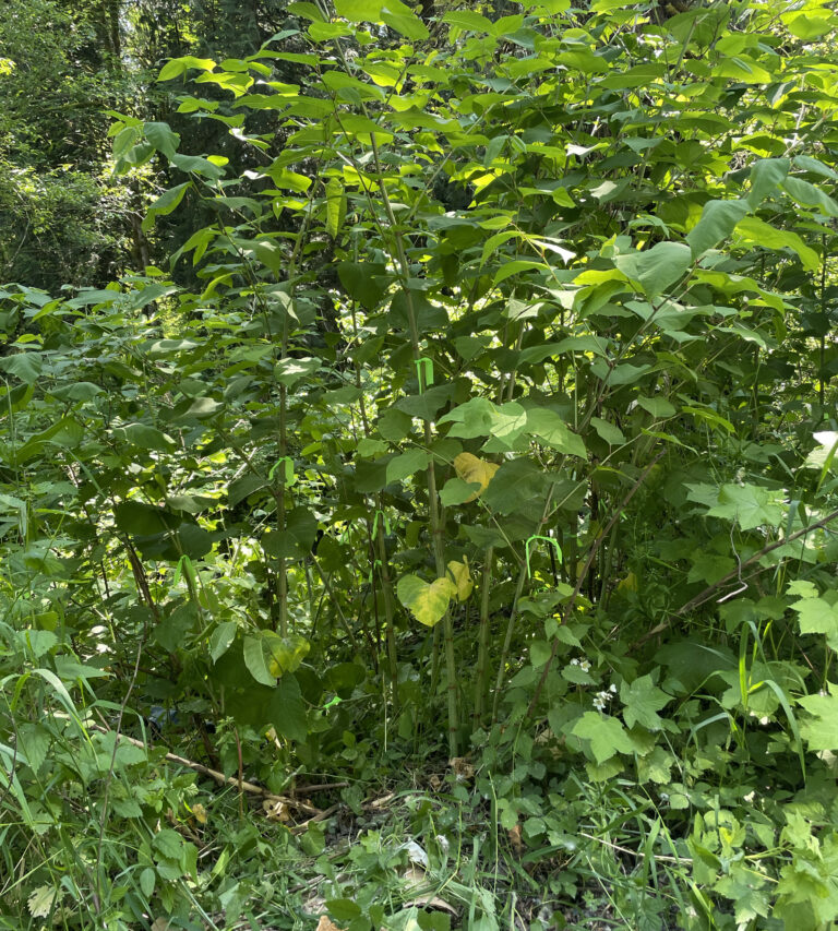 Dense green understory of tall leafy saplings and ground plants in a sunlit forest clearing