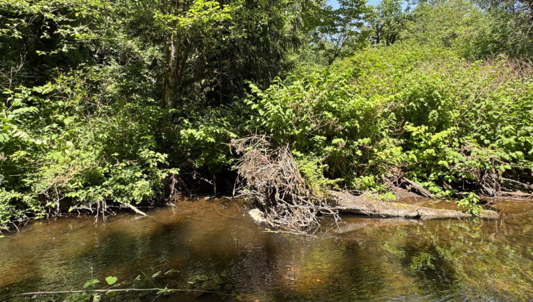 Shallow woodland stream with clear brown water, overhanging green shrubs and tangled exposed roots on the bank