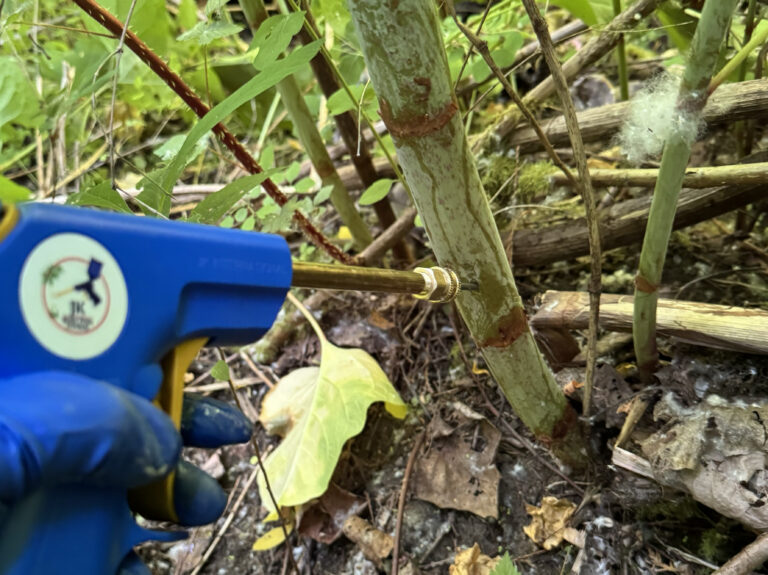 Gloved hand holding a blue tool with brass nozzle inserted into a young woody stem among forest leaf litter and vines