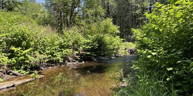 Shaded forest stream winding past dense green bushes and tall grasses under a clear blue sky