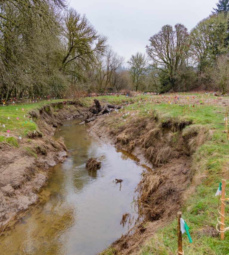 Narrow muddy stream winding through a grassy, eroded bank with many small colored survey flags and bare winter trees in the background