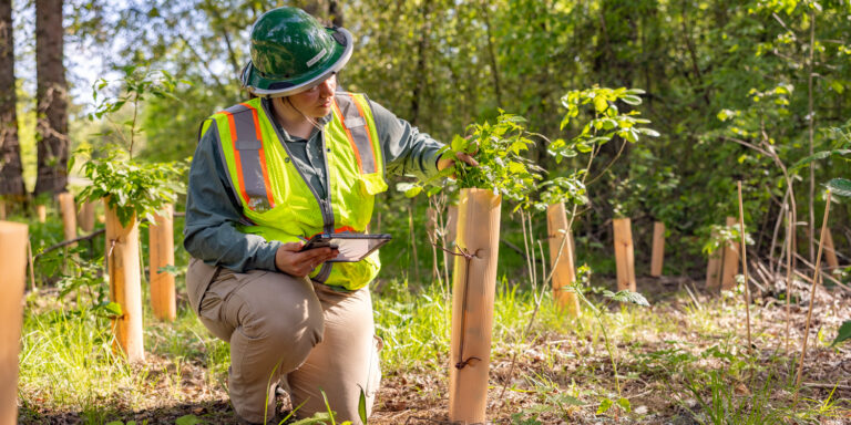Forestry worker in hard hat and high-visibility vest kneeling and inspecting a young tree protected by a plastic tree guard while holding a tablet