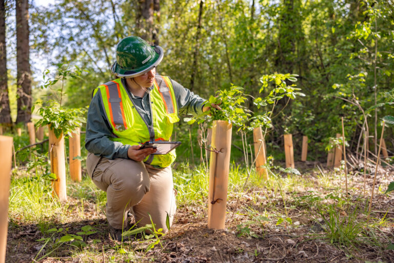 Forestry worker in hard hat and high-visibility vest kneeling and inspecting a young tree protected by a plastic tree guard while holding a tablet