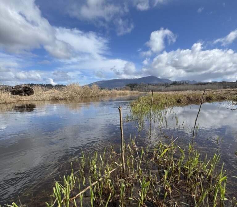 Marshy riverbank with green reeds in foreground, calm water reflecting blue sky and clouds, distant forested hills under clouds