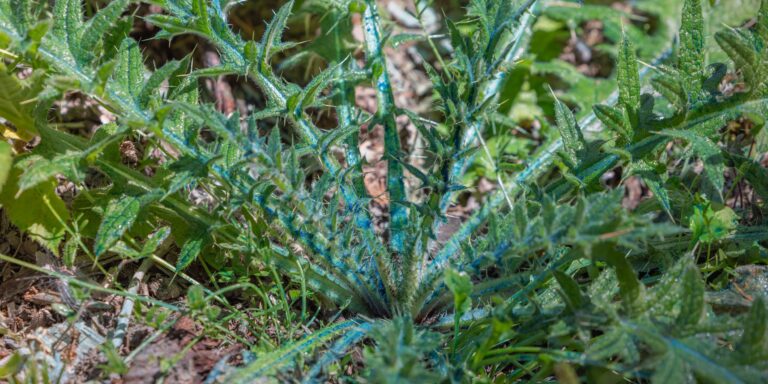 Low-growing spiky green thistle leaves and stems covered in fine hairs and morning dew, spread across ground.