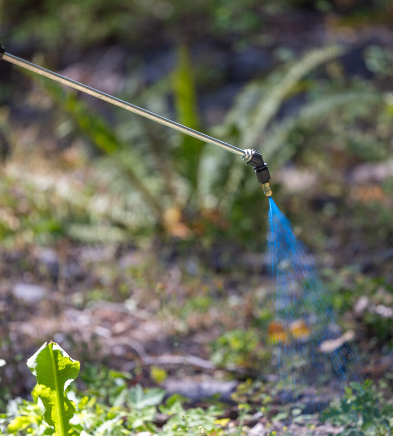 Gloved hand holding a spray wand releasing a blue liquid over ground vegetation outdoors.