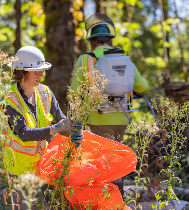 Woman in hard hat and safety vest pulling weeds into a bright orange bag while a worker with a backpack sprayer stands behind her