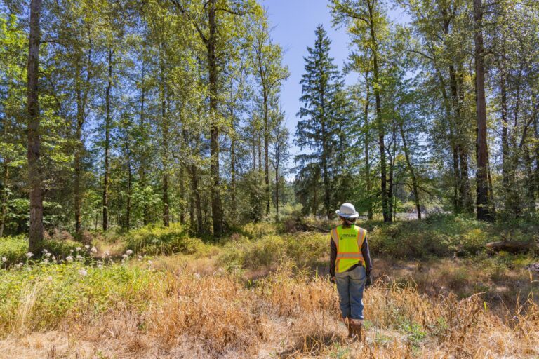 Person in a high-visibility vest and hard hat standing in a sunlit forest clearing, facing away toward tall trees