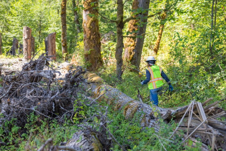 Worker in a safety vest and hard hat walking through a mossy fallen log and dense green forest undergrowth
