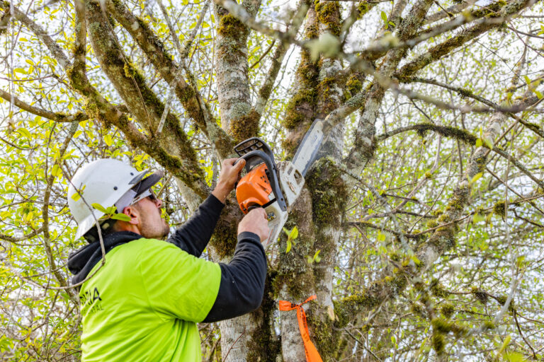 Worker in a hard hat and neon shirt trimming mossy tree branches with an orange chainsaw, orange safety ribbon on trunk