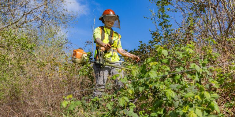 Worker in a high-visibility vest and face shield using a brush cutter to clear overgrown brambles and shrubs on a sunny day