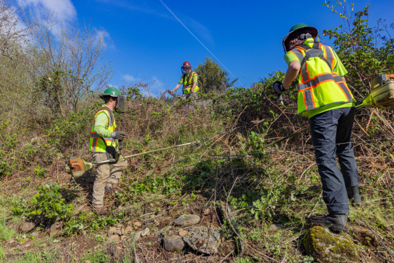 Three workers in high-visibility vests and hard hats clearing brush on a sunny hillside using trimmers and hand tools.