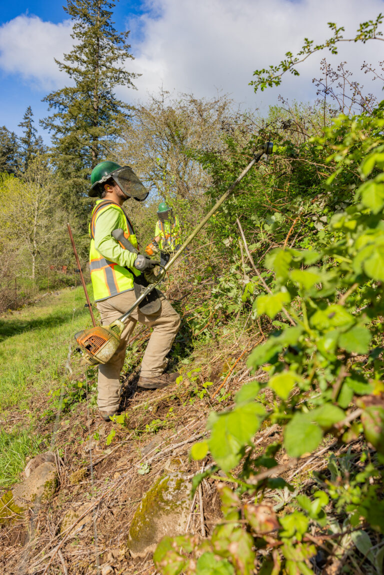 Worker in high-visibility gear and face shield trimming dense roadside brush with a pole trimmer on a sunny day.