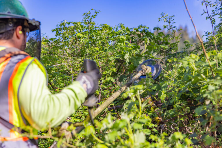 Worker wearing safety gear using a spinning brush cutter to trim dense green brush under a clear blue sky