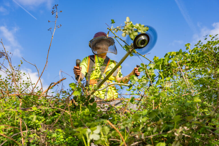 Worker in high-visibility gear and face shield using a spinning brush cutter to trim dense green hedges under blue sky