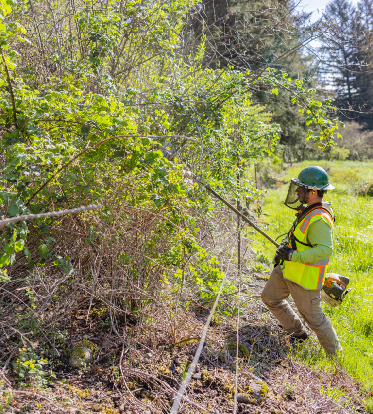 Worker in a green hard hat, safety visor and high-visibility vest cutting back overgrown brambles with a long pole trimmer in a sunny grassy field