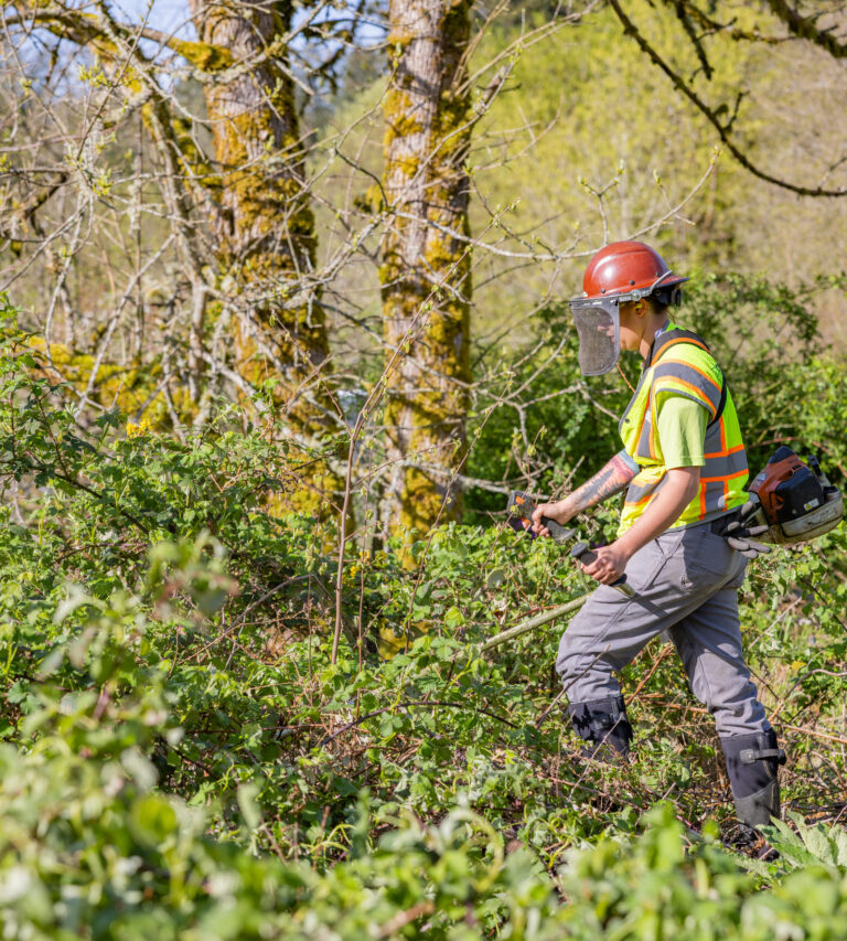 Worker in a high-visibility vest and red hard hat with face shield trimming thick roadside brambles with a gas-powered trimmer