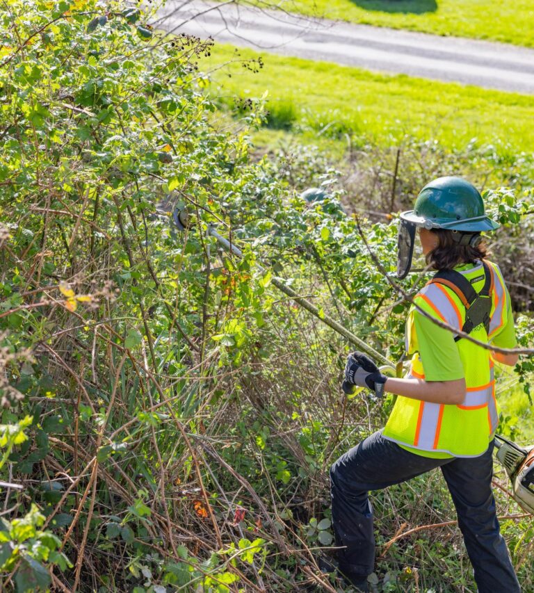 Worker in high-visibility vest and green hard hat clearing thick brambles with a brush cutter in a grassy roadside area