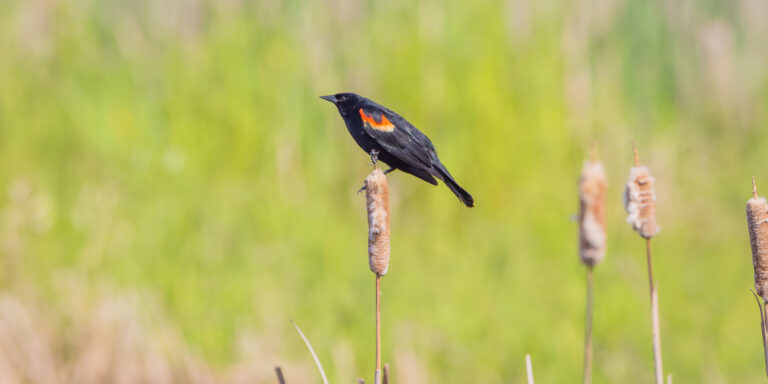Male red-winged blackbird perched on a cattail with blurred green marsh background