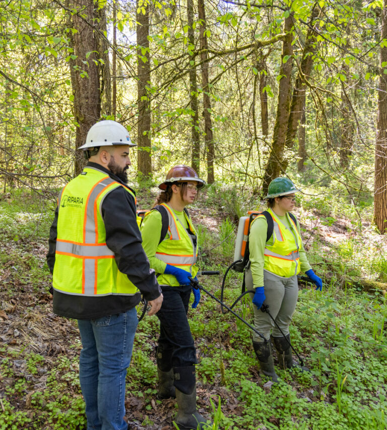 Three workers in safety vests and helmets walking through a sunlit forest carrying backpacks and tools.