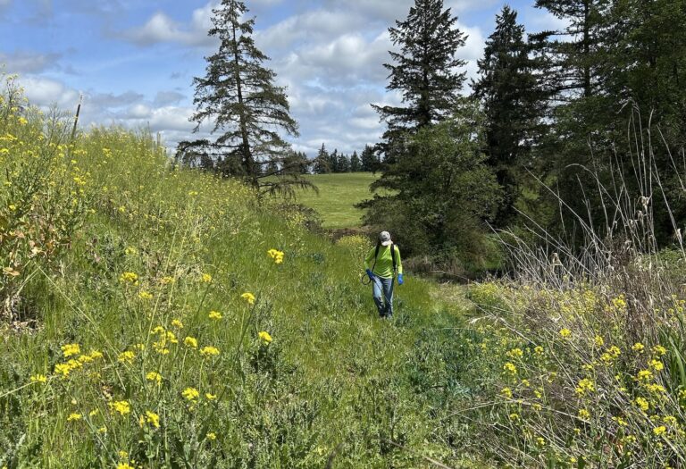 Person in a green shirt and cap walking through a grassy meadow with yellow wildflowers, flanked by tall pine trees under a blue sky with clouds