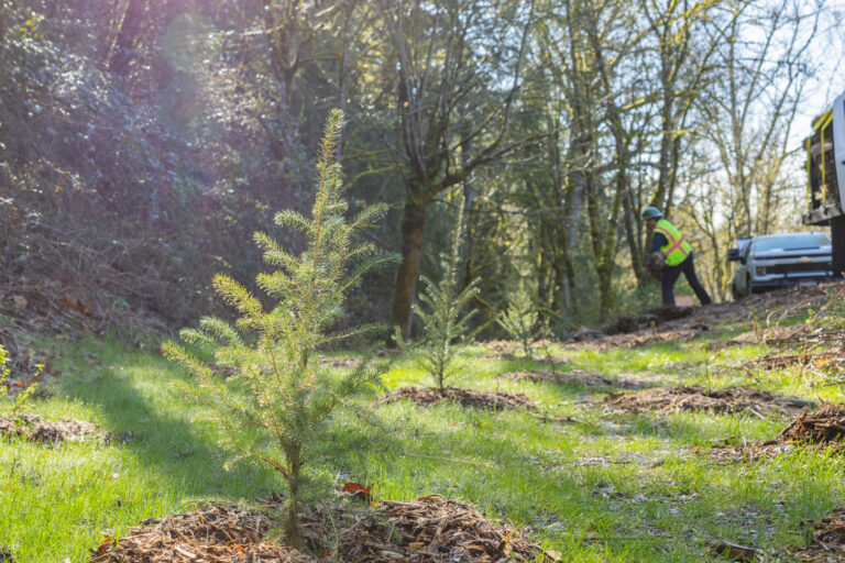 Young evergreen saplings planted in mulched mounds on a sunlit forest clearing with a worker and truck in background