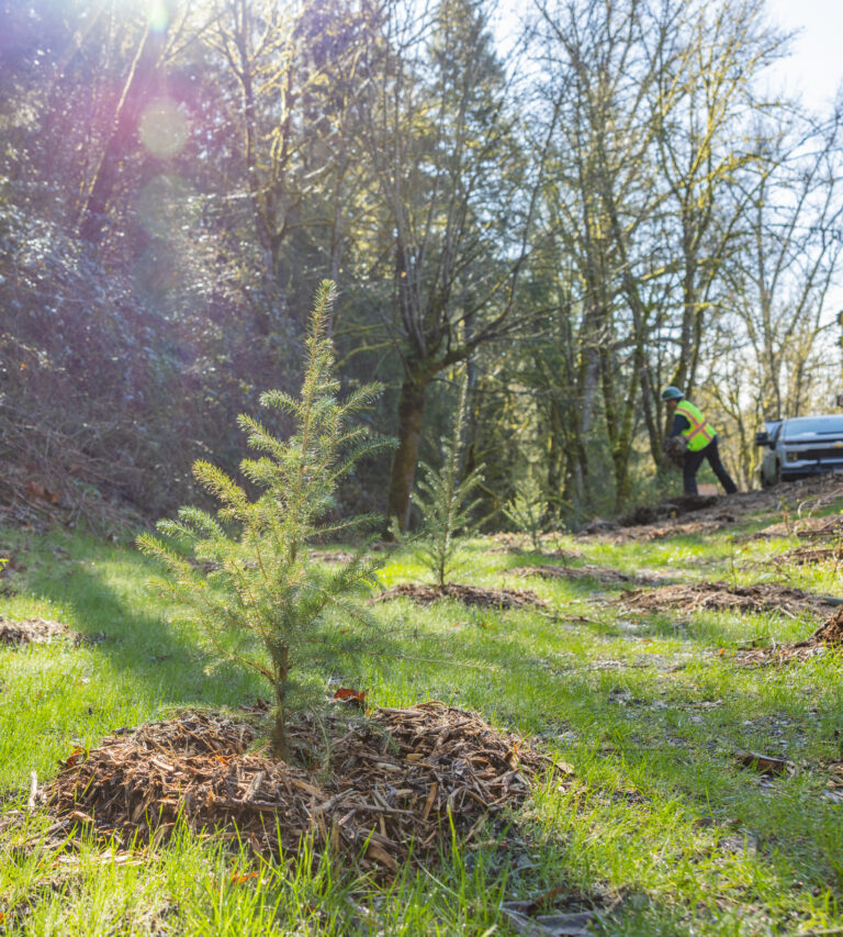 Young evergreen saplings planted in mulched mounds on a sunlit forest clearing with a worker and truck in background