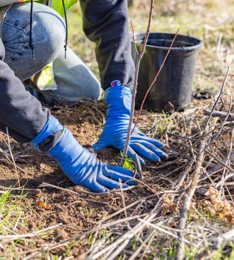 Person wearing blue gloves planting a small sapling in soil beside a black plastic pot and scattered twigs.