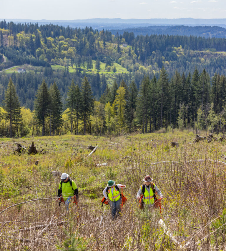 Three workers in high-visibility vests and hard hats walking through a grassy, logged hillside with forested ridge background