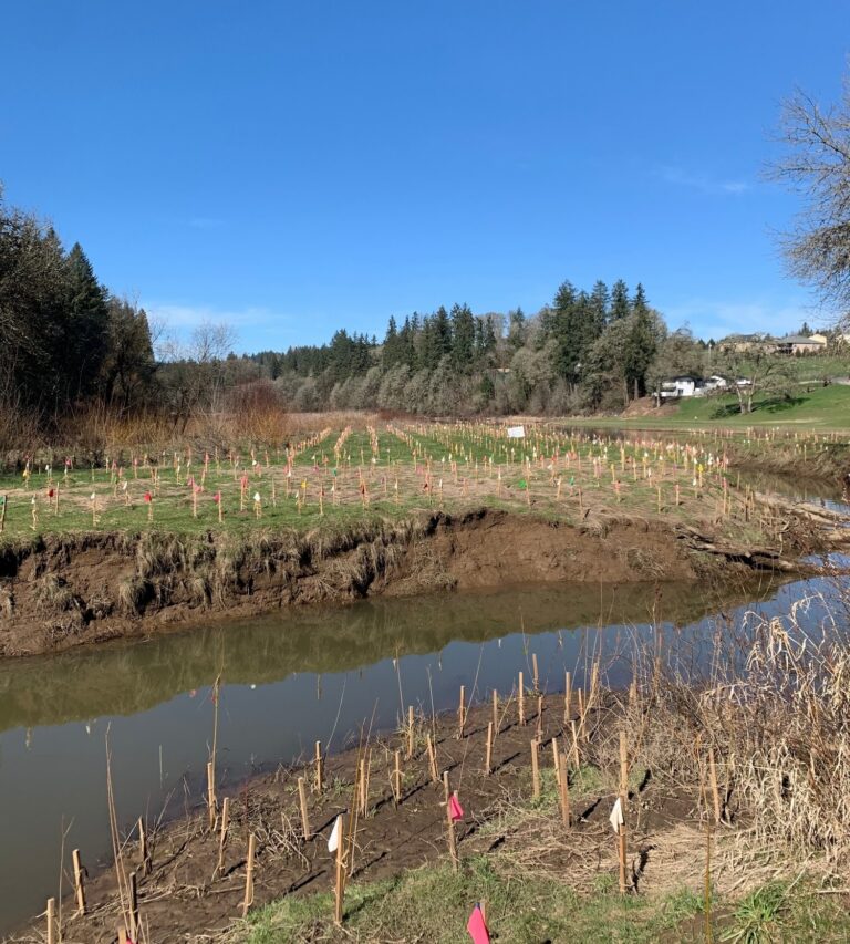 Riverbank restoration site with rows of small wooden stakes marked by colored flags and a tree-lined background under blue sky
