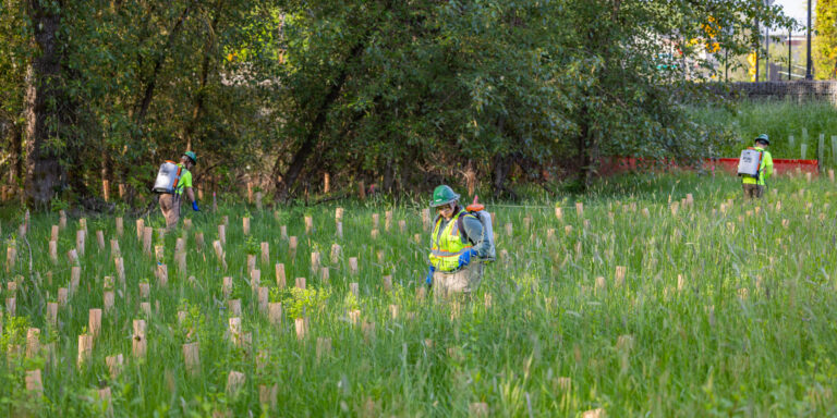 Three workers in safety vests and helmets planting or tending young tree tubes in a grassy, tree-lined restoration area