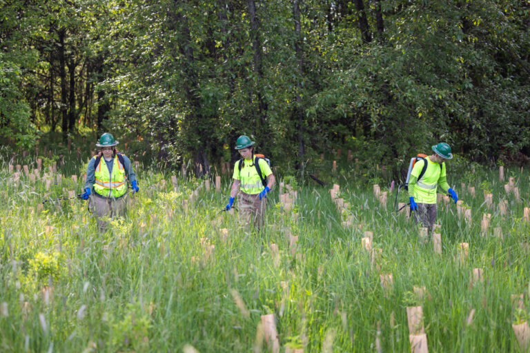 Three workers in green hard hats and hi-vis shirts planting or tending young tree tubes in a grassy, wooded field.