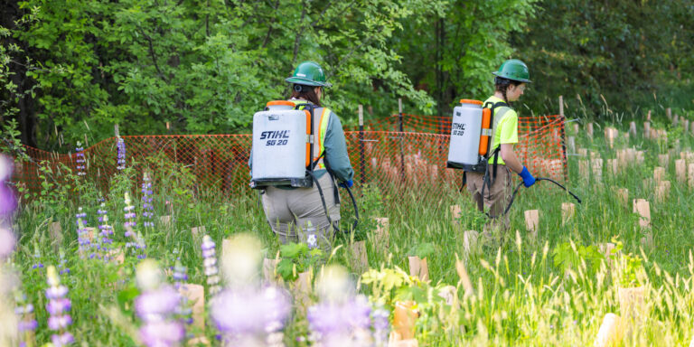 Two workers wearing green hard hats and backpack sprayers walking through a grassy, fenced planting area with lupine flowers.